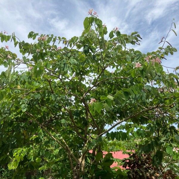 Bauhinia monandra Plante entière