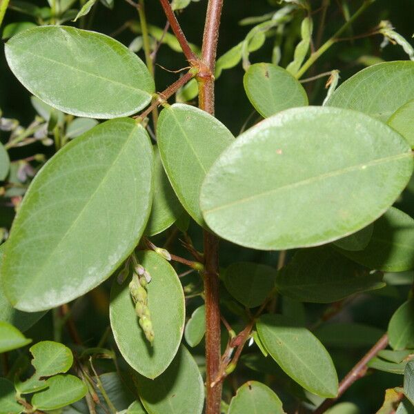 Grona adscendens Blad