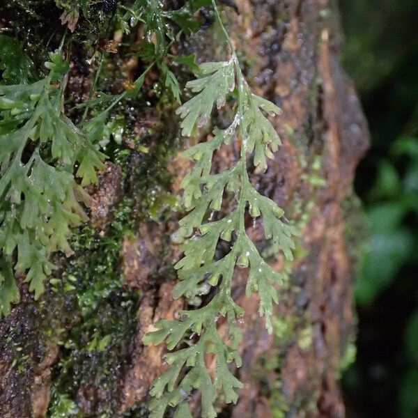 Trichomanes melanotrichum Foglia