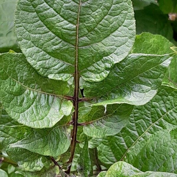 Solanum tuberosum Folha