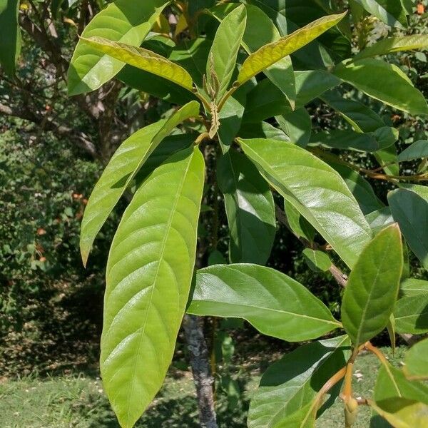 Citharexylum spinosum Levél