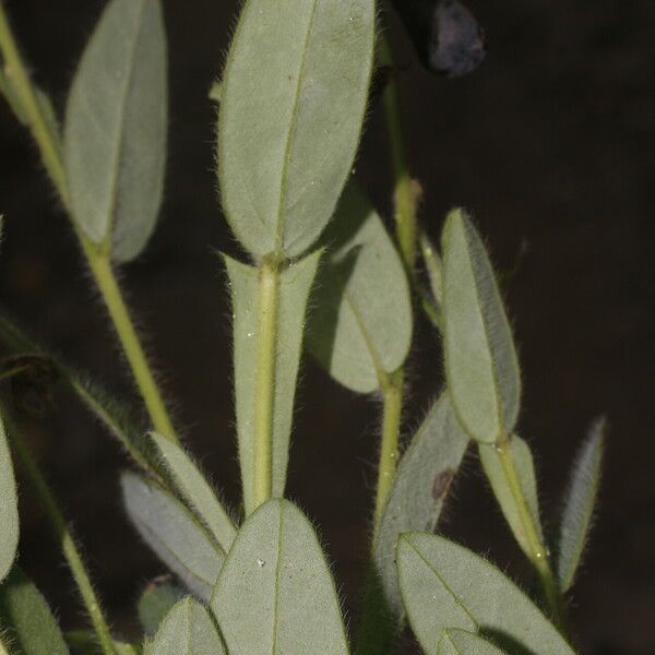 Crotalaria sagittalis Лист