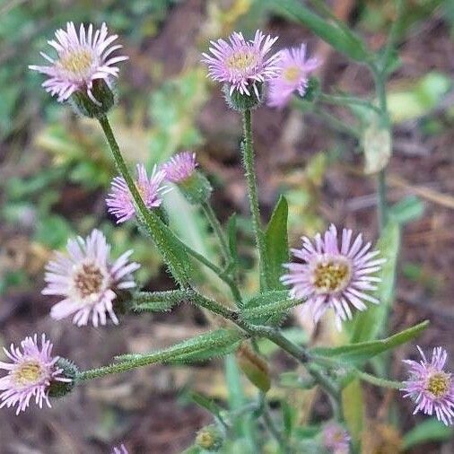 Erigeron acris Õis