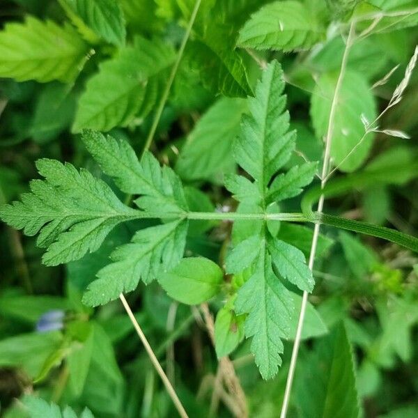 Torilis japonica Leaf