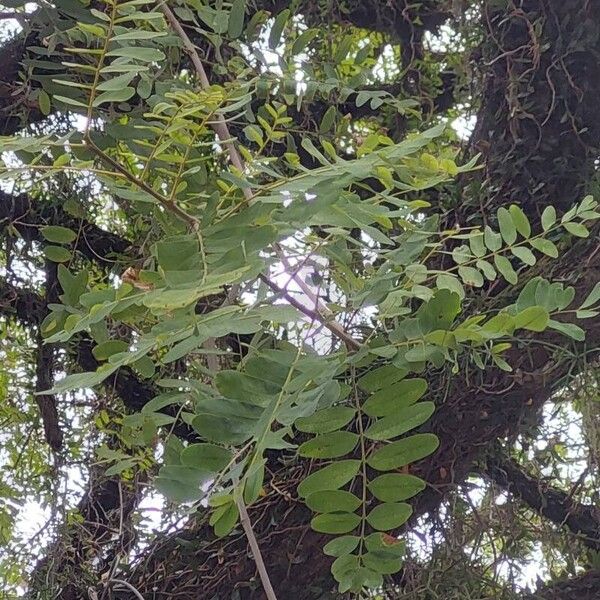 Tipuana tipu Leaf