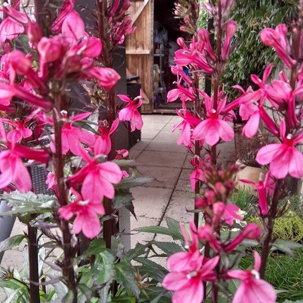 Lobelia cardinalis Fleur