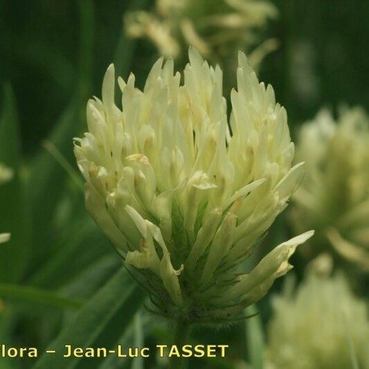 Trifolium pannonicum Flower