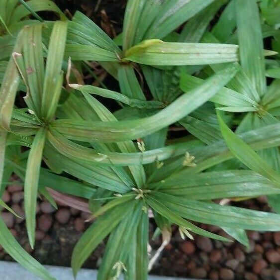 Cyperus laxus List