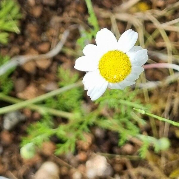 Anthemis arvensis Flower