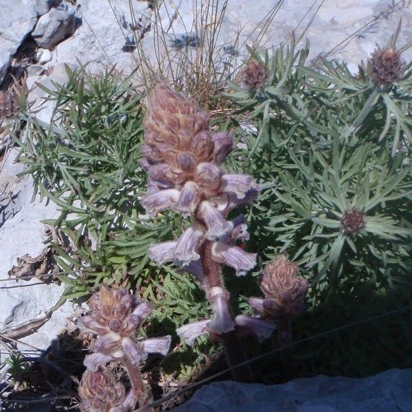 Centaurea corymbosa autre