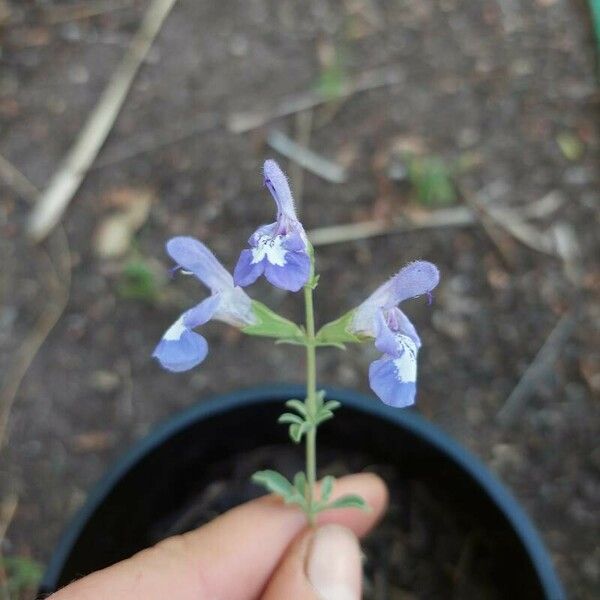 Salvia muirii Flower