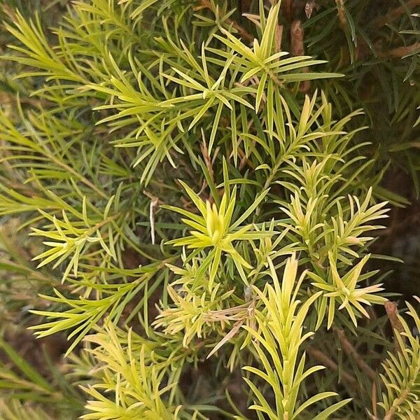 Melaleuca bracteata List