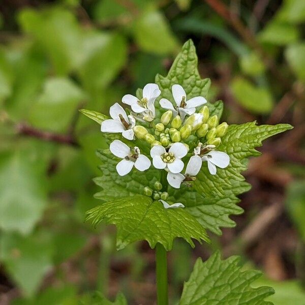 Alliaria petiolata Virág