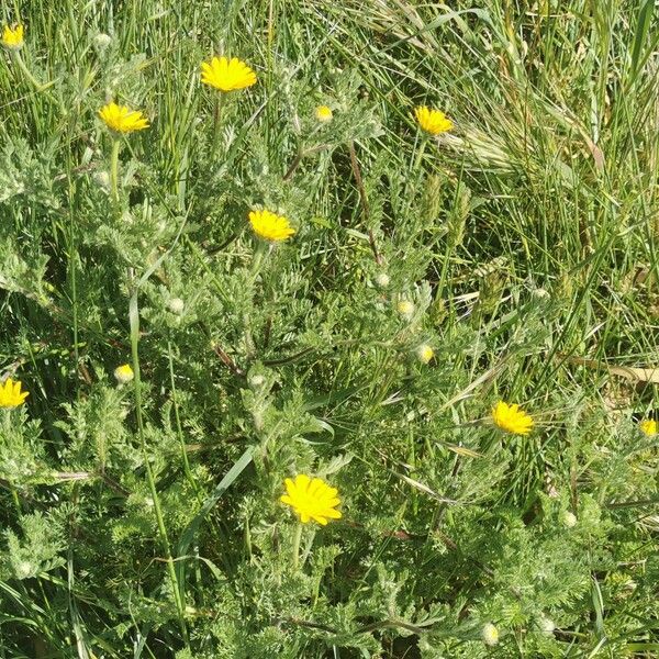 Anacyclus radiatus Habit