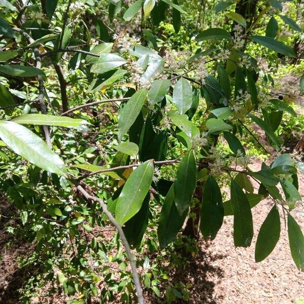 Prunus caroliniana Blomst