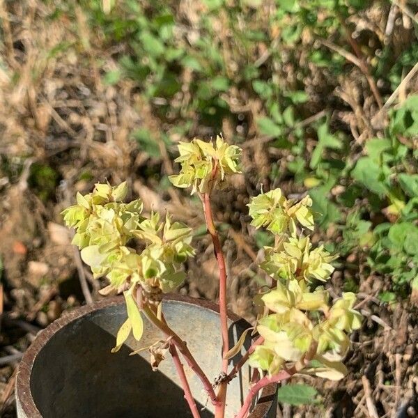 Euphorbia falcata Kvet