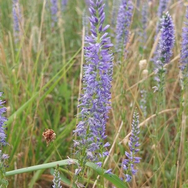 Veronica spicata Yeri