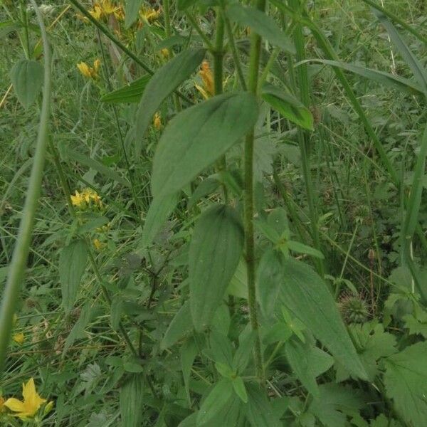 Hypericum hirsutum برگ