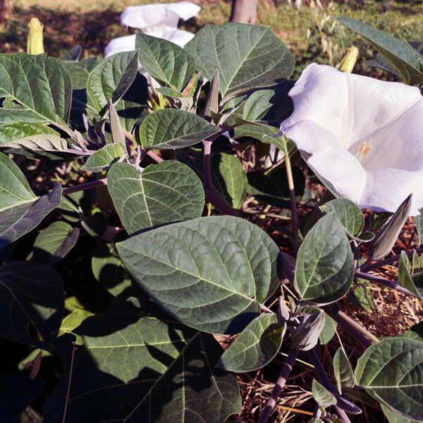 Datura wrightii पत्ता