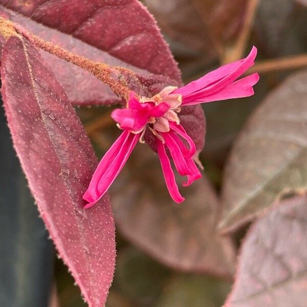 Loropetalum chinense Квітка