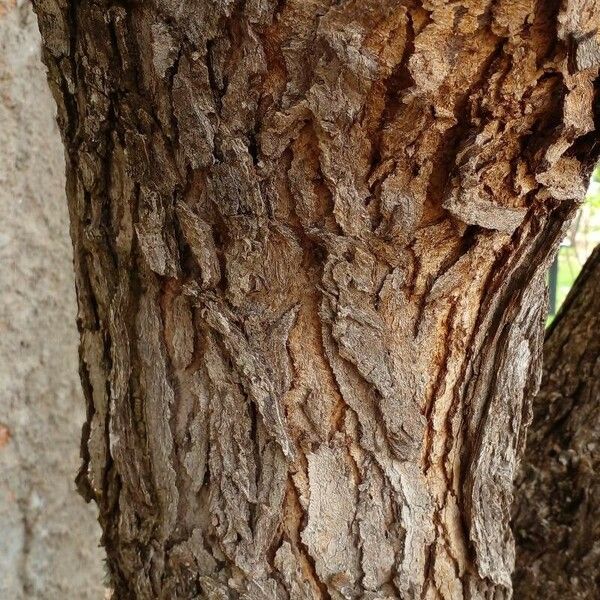 Caryocar brasiliense Bark