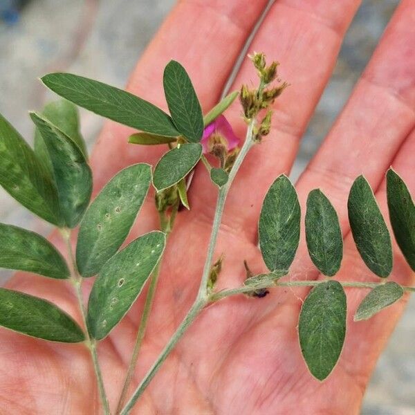 Tephrosia purpurea Foglia