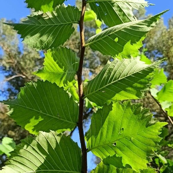 Ulmus laevis Blatt