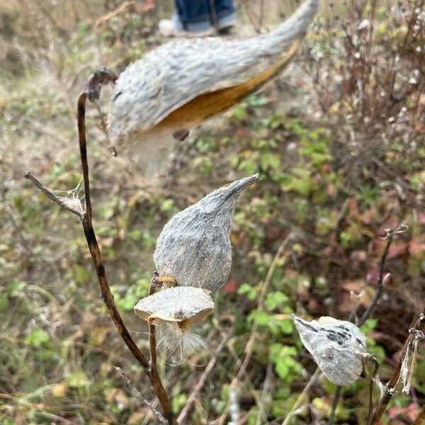 Asclepias syriaca Плод