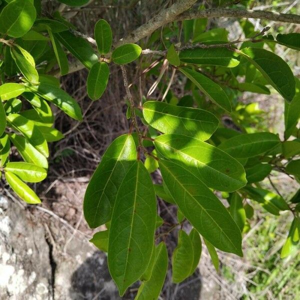 Antidesma madagascariense ᱥᱟᱠᱟᱢ