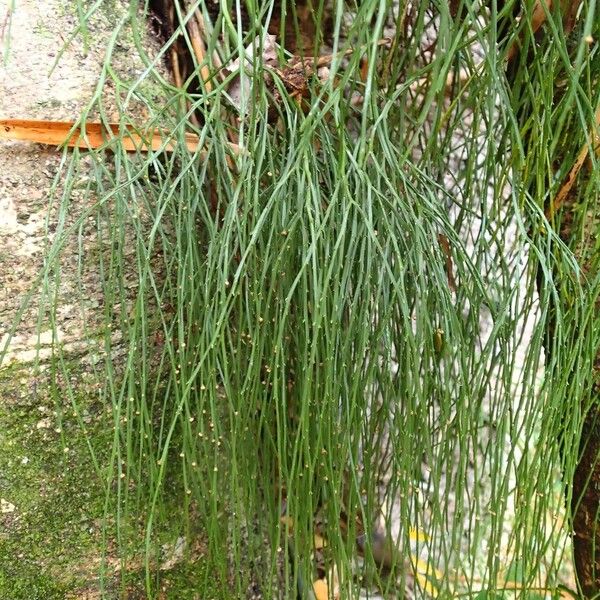 Psilotum nudum 葉