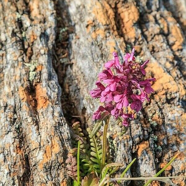 Pedicularis verticillata फूल