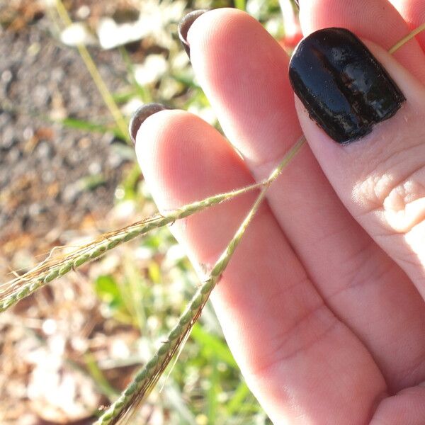 Dichanthium aristatum Fruit