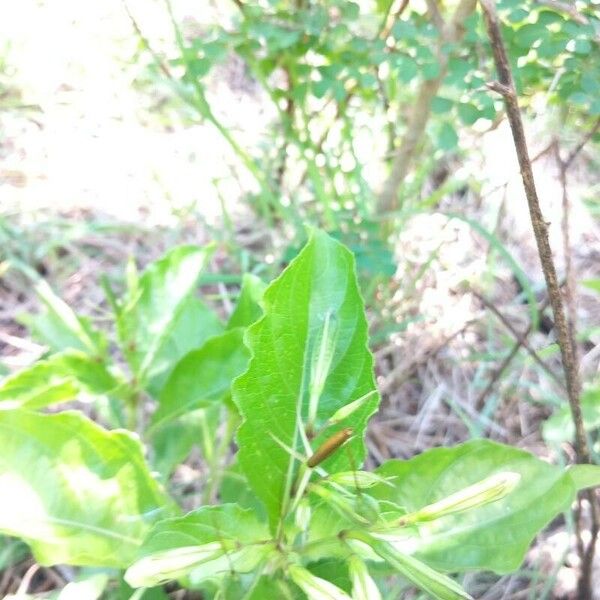 Ruellia tuberosa Ffrwyth