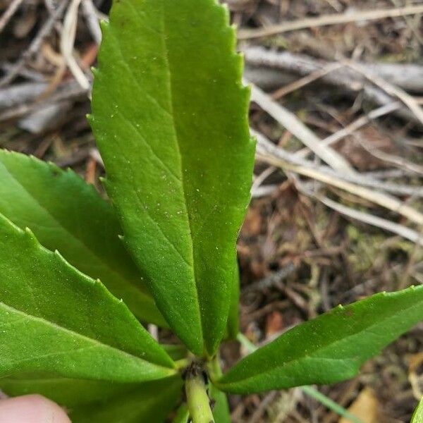 Chimaphila umbellata Leht