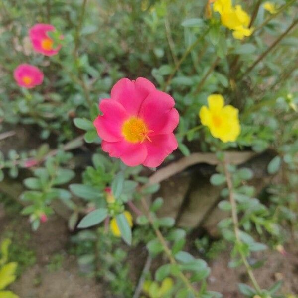 Portulaca grandiflora Kukka