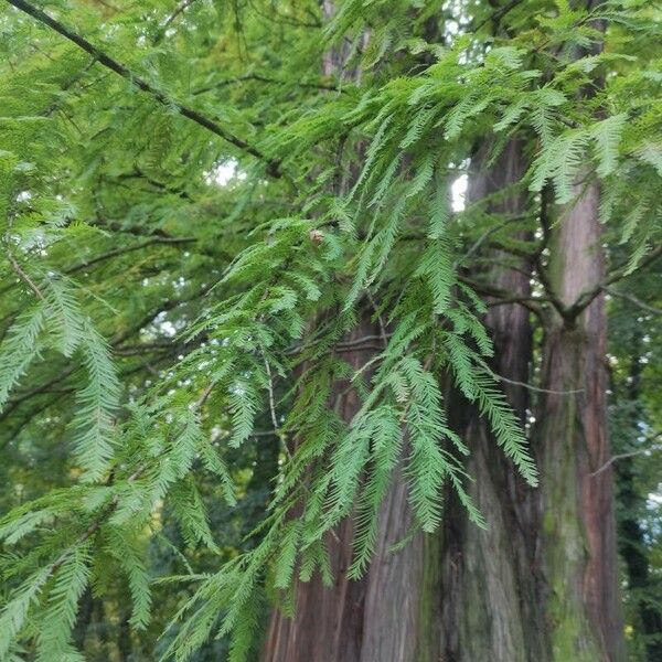 Taxodium distichum 葉