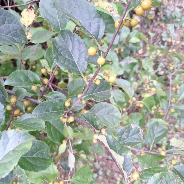 Celastrus scandens Fruit