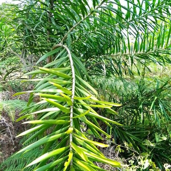 Dracaena mannii Blad