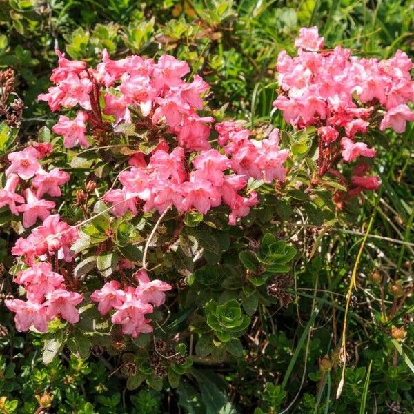 Rhododendron hirsutum പുഷ്പം