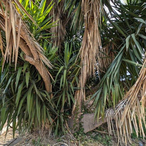 Yucca gloriosa Other