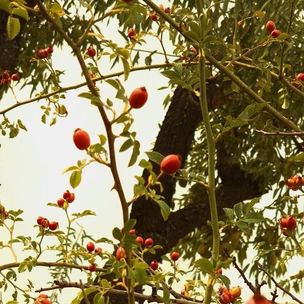 Rosa canina Fruitua