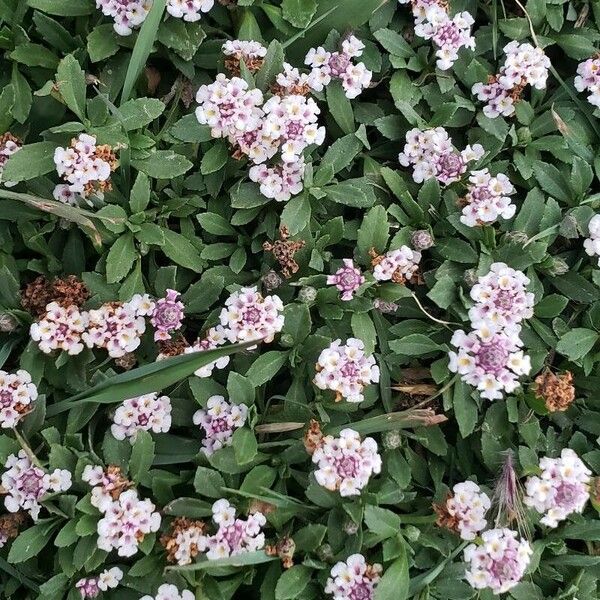 Phyla nodiflora Flower