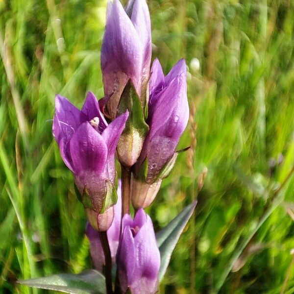 Gentianella amarella Flor