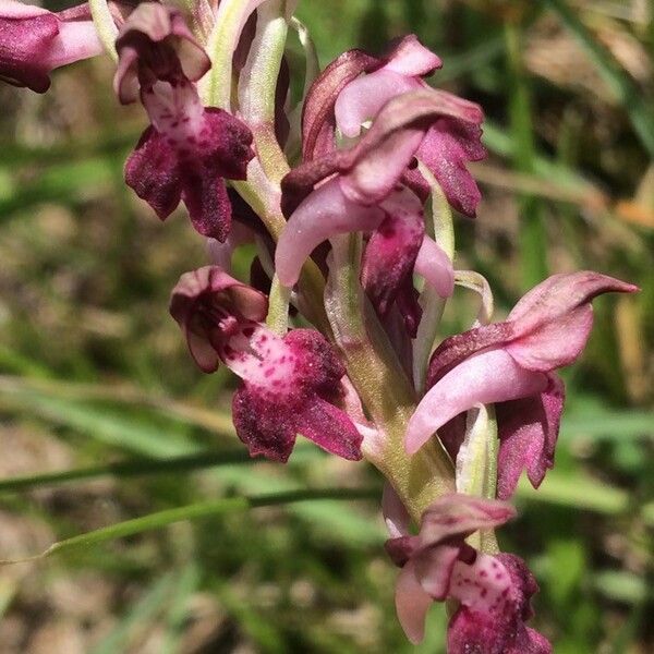 Anacamptis coriophora Flor