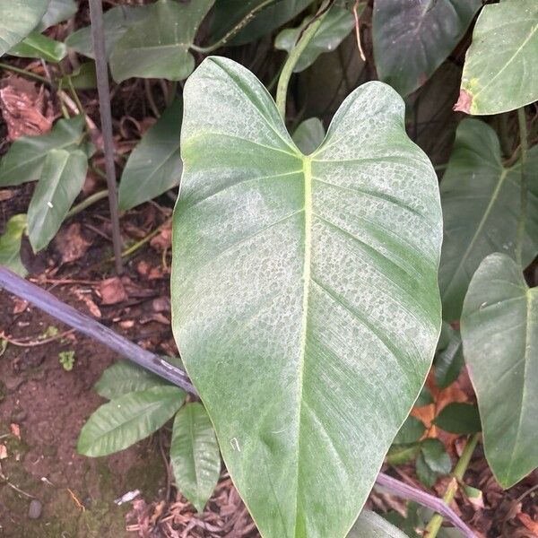 Philodendron lacerum ഇല