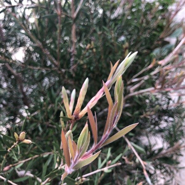 Melaleuca rugulosa Leaf