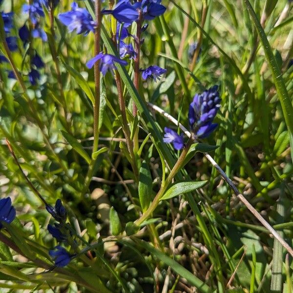 Polygala amara Fulla