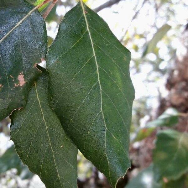 Quercus suber Ліст