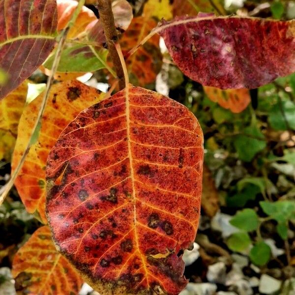 Cotinus obovatus পাতা