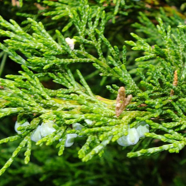 Juniperus sabina Blatt